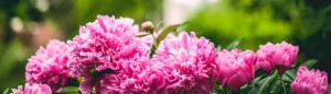 Pickering Horticultural Society Header Image 1 Peonies