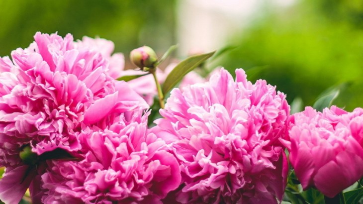 Pickering Horticultural Society Header Image 1 Peonies